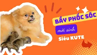 Hai bầy phốc sóc mới sinh tại nhà mình | Bánh Bò Pomeranian Daily Vlog