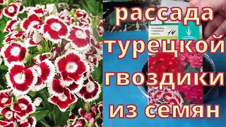 Как вырастить рассаду турецкой гвоздики