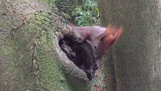 Eichhörnchen findet Haselnuss in Astloch | Squirrel finds a hazelnut in a Knothole