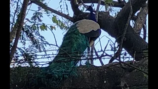 Peacocks at Sunder Nursery, Delhi