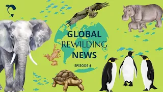 Global Rewilding News EPISODE 4