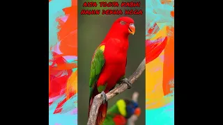 Parrot Talking - Aisa Batuni Tota Nahi Dekha Hoga - Best Talking Parrot Video