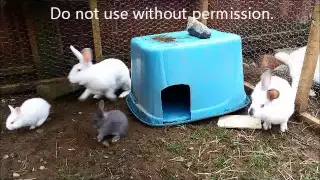 Nature can be cruel - adult rabbit attacks baby bunny