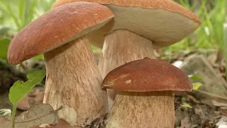 ГРИБНИК В ОБМОРОКЕ! ВОТ ЭТО НАХОДКИ! ПОПАЛИ В СКАЗКУ! БЕЛЫЕ ГРИБЫ ! Boletus edulis