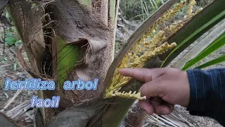 Este MÉTODO es muy Fácil de FERTILIZAR tu árbol de palma de cocos