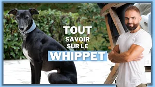 Race de chien : Le Whippet !