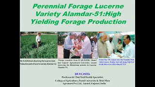 Perennial Forage Lucerne Variety Alamdar-51: High Yielding Forage Production by Dr. P. C. Patel