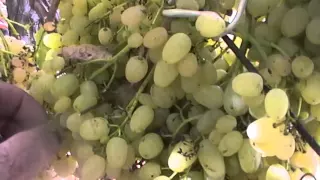 Сорт винограда кишмиш Русбол улучшенный - сезон 2015