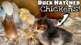 This DUCK Hatched Chicken Eggs!