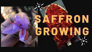 Saffron Crocus growing || Planting to Harvest || Results of 1st Year’s Growing ||