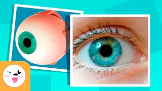 The Human Eye and Its Parts - How Vision Works - Compilation Video - Senses for Kids