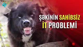 Şəkinin sahibsiz it problemi | Kanal  S Xəbər