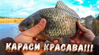 КАРАСИ МОНСТРЫ!!! Рыбалка на здоровых карасей на фидер в октябре | Karūsu cope, Lielupē