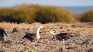 Travel to the Galapagos to see Sea Lions, Tortoises, Iguanas & More!