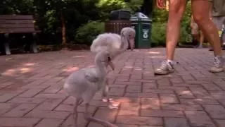 Flamingo Chicks out for a Walk - Cincinnati Zoo