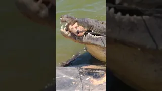 🐷🐊  crocodile eat man head  in Jamaica