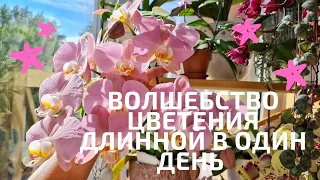 Пышное цветение орхидей на балконе.Волшебство цветения, длиной в один день. Кактус Эхинопсис.