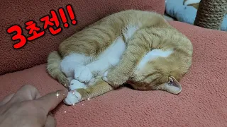 고양이가 자고 있을 때 만지면 안 되는 이유?