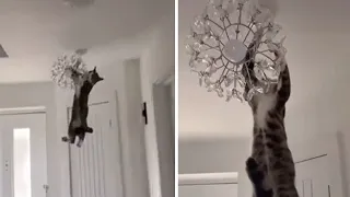 Crazy cat hangs & swings from chandelier #Shorts