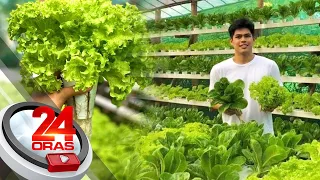 22-anyos na estudyante, kumikita ng halos P50,000/buwan sa pagtatanim ng lettuce | 24 Oras