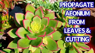 #370 PROPAGATION AEONIUM FROM LEAVES & CUTTINGS | Nhân giống sen đá Aeonium từ lá và cắt cành