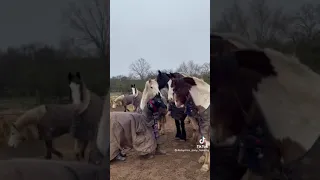 a “horse” meets other horses 🐎