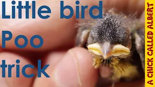 Little bird has a poo-trick