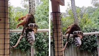 Massive Python Eats Possum In Backyard