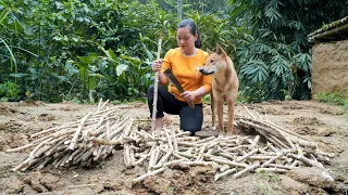 How to gardening grow cassava organic -  lý thị ca