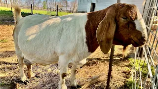 More baby goats inbound. Goat update #12