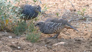 PBS SHOW - San Pedro Ranch, Rainbow Trout, Quail of Texas - #3006