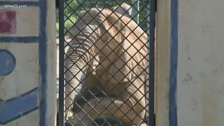 Mikki the elephant gets an ultrasound at Louisville Zoo