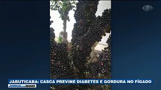 Jabuticaba: Casca previne diabetes e gordura no fígado