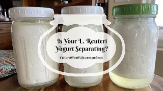 Podcast Episode 267: Is Your L. Reuteri Yogurt Separating?