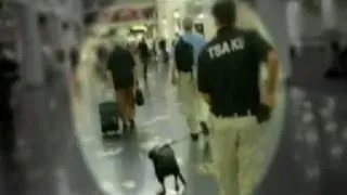 Airport Security: Bomb-Sniffing Dogs Report Says Dogs Can't Detect Bombs