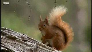 Scottish Highlands,  Nature Documentary, narrated by Ewan McGregor