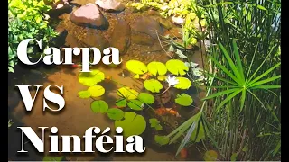 Lago - Carpa VS Ninféia