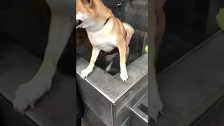 Dramatic Shiba Screaming During Dog Wash