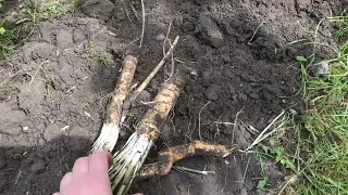 Перша грядка.Висаджую полуницю.А хрін не хотів рости.