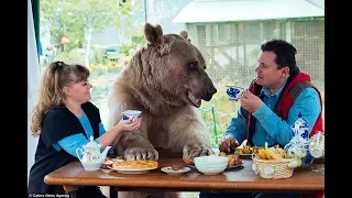 Как приручить медведя? Самый большой домашний медведь.