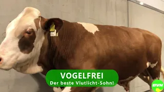 VOGELFREI- Der ALLESKÖNNER!