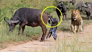 Mother Buffalo Gives Birth To Baby But Killed By Lions - Lion vs Buffalo Battle is not never