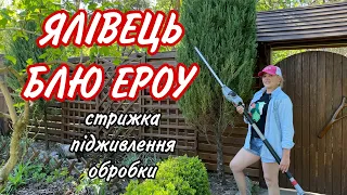 Можна стригти ХВОЙНІ рослини.Ялівець Блю Ероу.Як стригти.Підживлення по кроні.Препарати від хвороб .