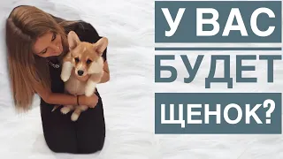 Подготовка к появлению щенка у вас дома🐶