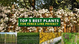 Top 5 Plants for Fence Line Privacy That Provide Extra Privacy 🌿🍃🌳