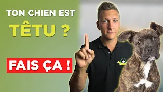 Comment éduquer un chien têtu : les 6 ordres fondamentaux