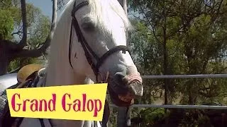 Grand Galop 215 - Une foi aveugle | HD | Épisode Complet