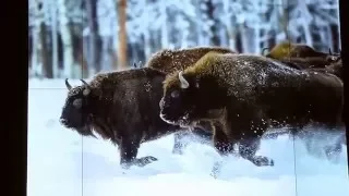 Фотосъемка дикой природы Беларуси, Сергей Плыткевич часть-2