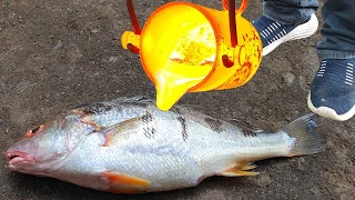 Experiment: Lava vs Salmon Fish