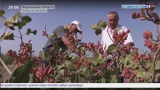 Сбор урожая фисташек в Ферганской области